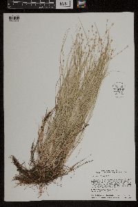 Carex radiata image