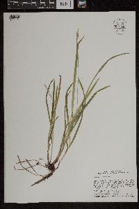 Carex hirtifolia image
