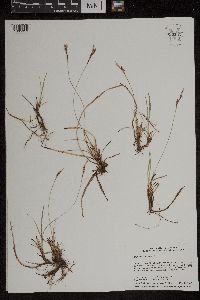Carex richardsonii image