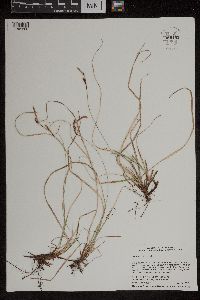 Carex richardsonii image