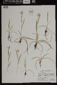 Luzula multiflora image