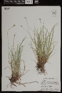 Carex peckii image