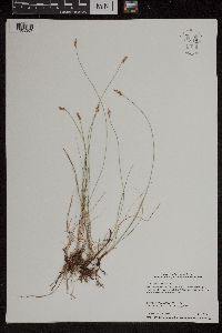 Carex duriuscula image
