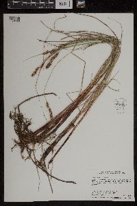 Carex buxbaumii image