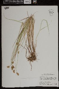 Carex bebbii image