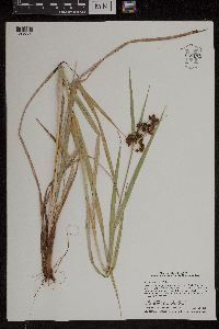 Scirpus atrovirens image