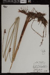 Schoenoplectus acutus image