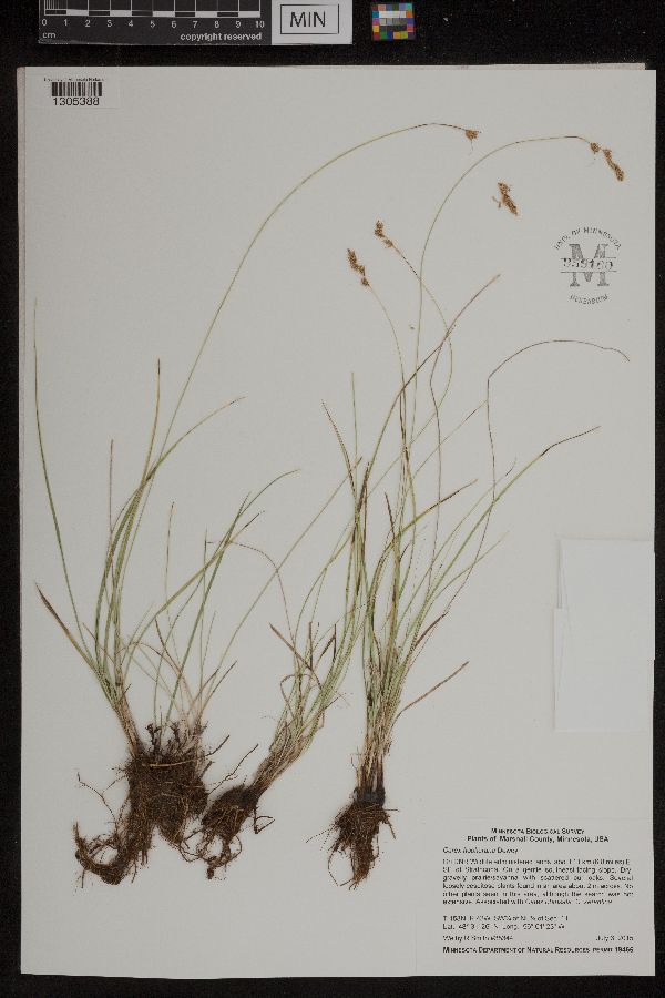 Carex hookeriana image