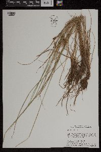 Carex lenticularis image
