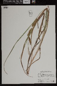 Carex utriculata image