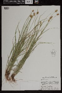 Carex bebbii image