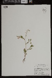 Rorippa palustris subsp. palustris image