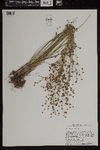 Juncus alpinoarticulatus image