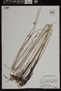 Juncus arcticus image