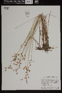 Juncus alpinoarticulatus image