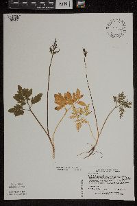 Sceptridium dissectum image