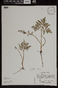 Sceptridium dissectum image