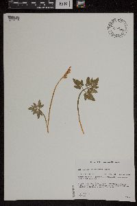 Sceptridium dissectum image