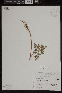 Sceptridium dissectum image
