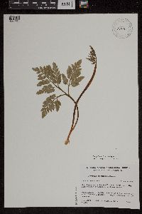 Sceptridium dissectum image
