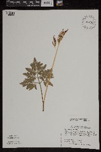 Sceptridium dissectum image