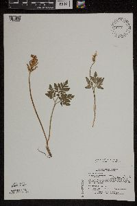 Sceptridium dissectum image