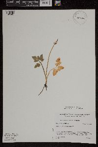 Sceptridium dissectum image