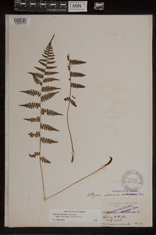 Athyrium image