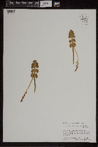 Botrychium neolunaria image