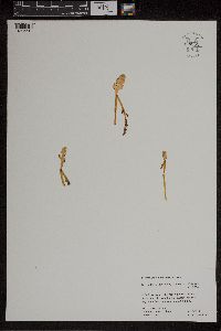 Botrychium tenebrosum image