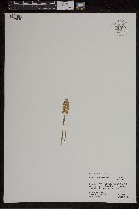 Botrychium neolunaria image