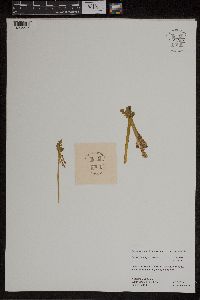 Botrychium michiganense image
