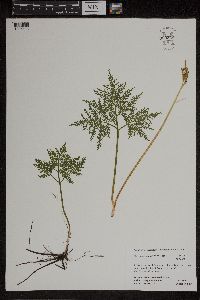 Media resource of Botrychium dissectum