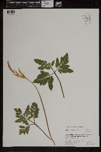 Sceptridium oneidense image