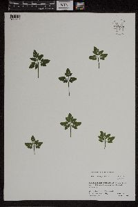 Sceptridium oneidense image