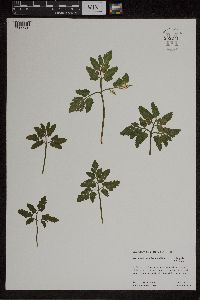 Sceptridium oneidense image