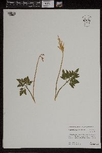 Thumbnail image of current specimen