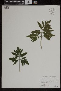 thumbnail image of current specimen