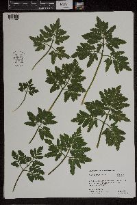 Sceptridium oneidense image