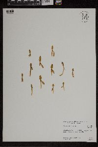 Botrychium tenebrosum image