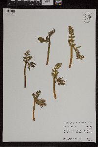 Botrychium michiganense image