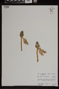 Botrychium michiganense image