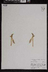 Botrychium michiganense image