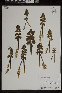 Botrychium crenulatum image