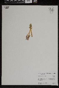 Botrychium michiganense image