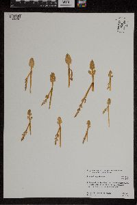 Botrychium tenebrosum image