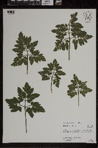 Sceptridium oneidense image