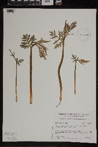 Botrychium lanceolatum image