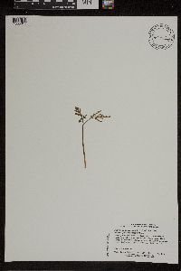 Botrychium lanceolatum image