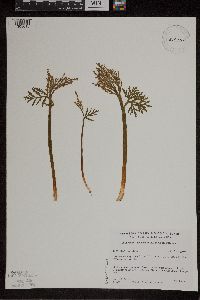 Botrychium lanceolatum image